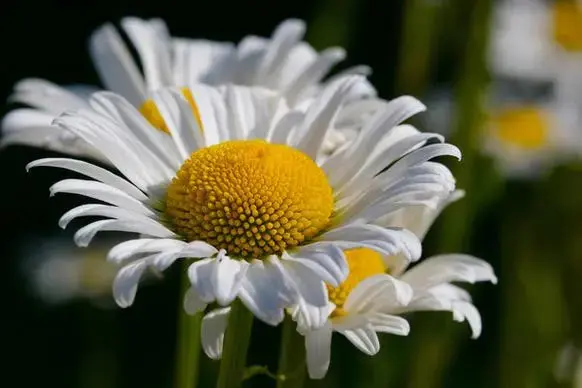 new item with variants